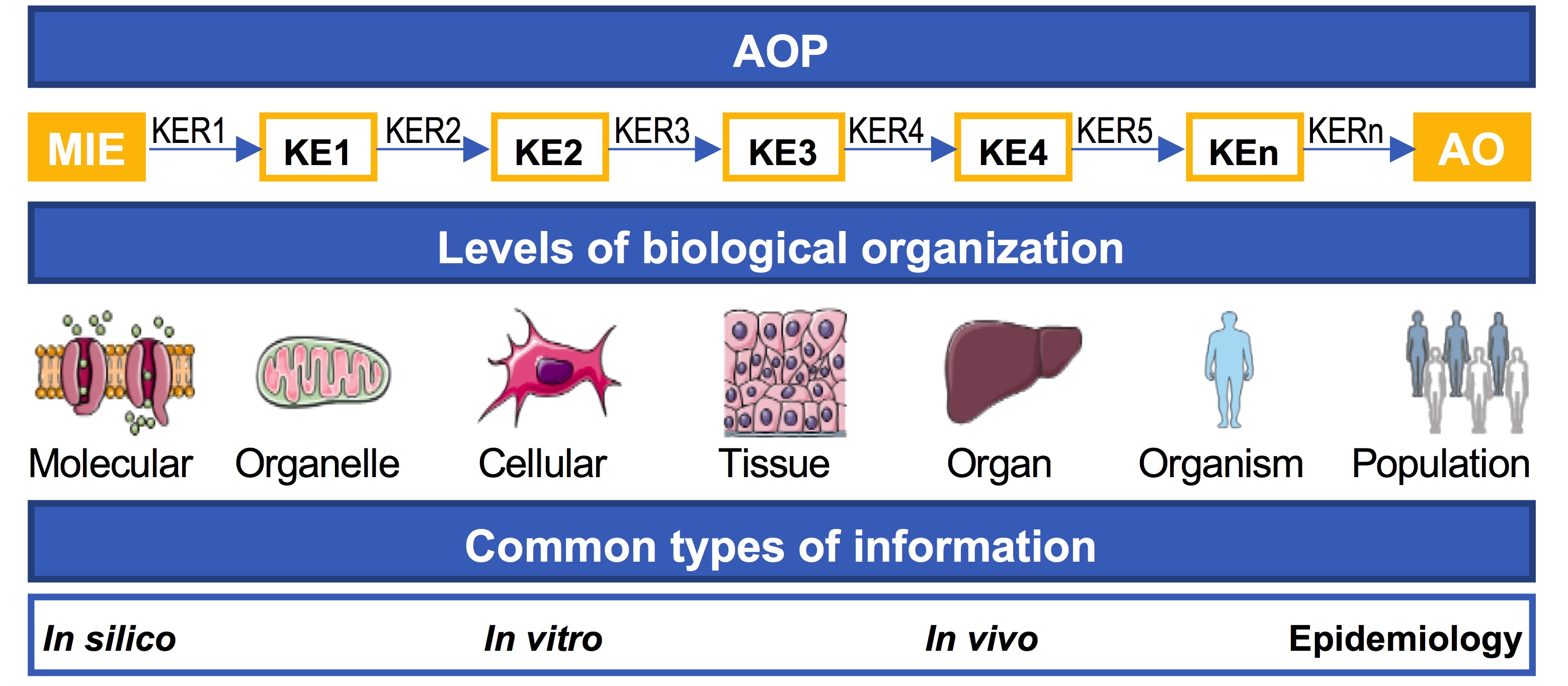 Generic structure of an AOP